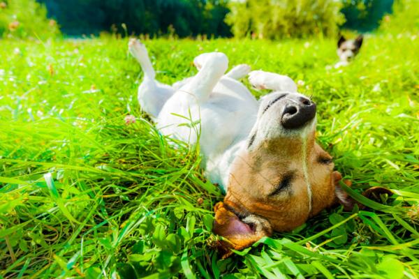 Hvorfor ruller hunden min i gresset?  - Hvorfor gnir hundene seg i gresset i varmt vær? 