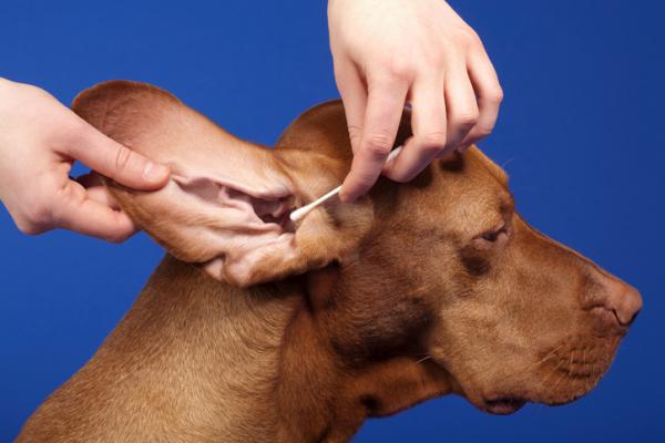 Normale glukosenivåer hos hunder - hvordan måler jeg glukose hos hunder?