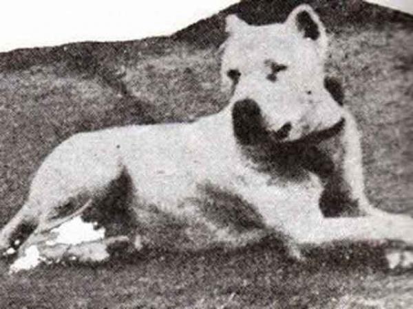 Argentinske hunderaser - Cordovan kamphund