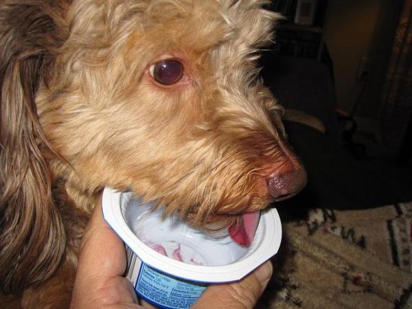 Kan hunder spise yoghurt?  - Hva slags yoghurt kan jeg gi hunden min?