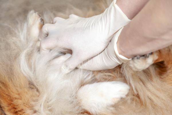 Hjerte- og lungeredning hos hunder (HLR) - Hvordan gjør man det - Hva er HLR hos hunder?