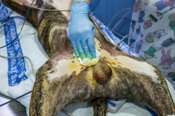 Orchiektomi hos hunder - Hva er det og postoperativt - Hvordan utføres orkiektomi hos hunder?