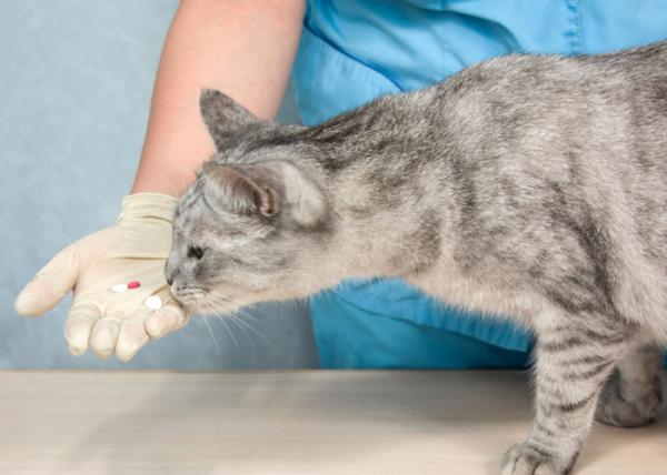 Milpro for katter - Dosering, bruk og bivirkninger - Dosering av Milpro for katter