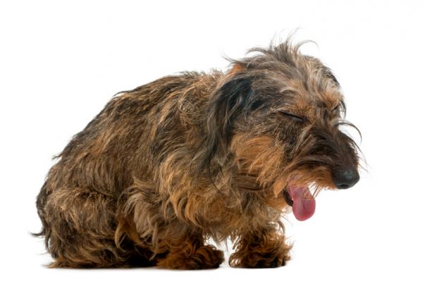 Hvordan mate en hund med megaøsophagus?  - Symptomer på megaøsophagus hos hunder