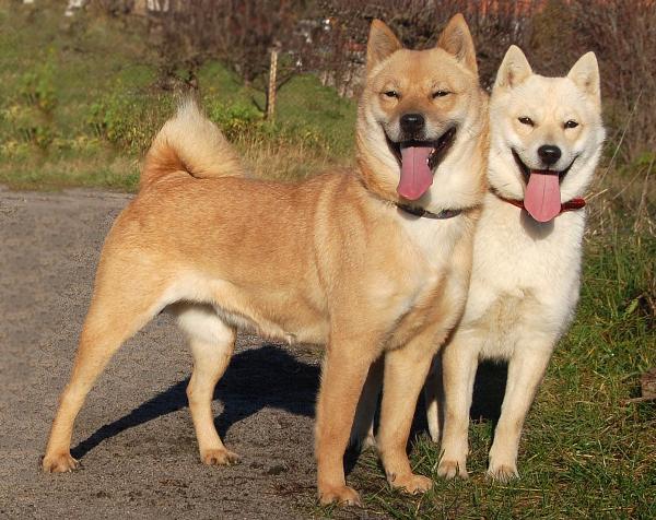 Japanske hunderaser du bør vite - 4. Hokkaido inu