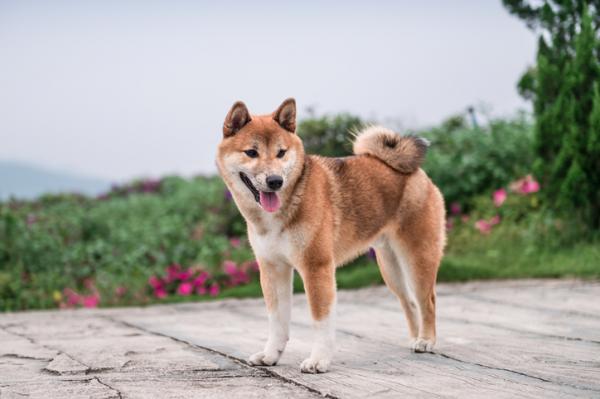 Japanske hunderaser du bør vite - 2. Shiba inu
