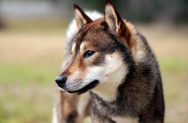 Japanske hunderaser du bør vite - 3. Shikoku inu