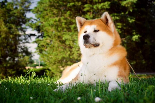 Japanske hunderaser du bør vite - 1. Akita inu