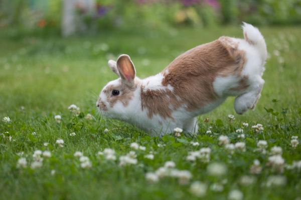 Planter giftige for kaniner - Andre planter giftige for kaniner