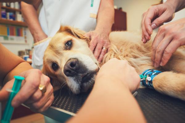 Anafylaktisk sjokk hos hunder - Symptomer og behandling - Behandling av anafylaktisk sjokk hos hunder