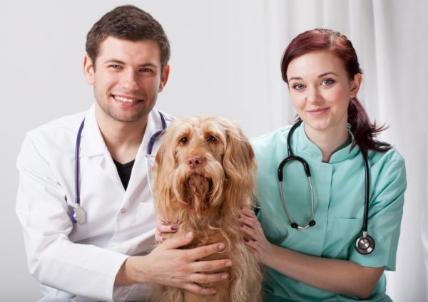 Anafylaktisk sjokk hos hunder - symptomer og behandling - tips for å unngå anafylaktisk sjokk hos hunder