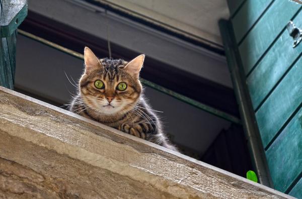 Hvordan ta vare på en katt med hoftebrudd - Flying cat syndrom