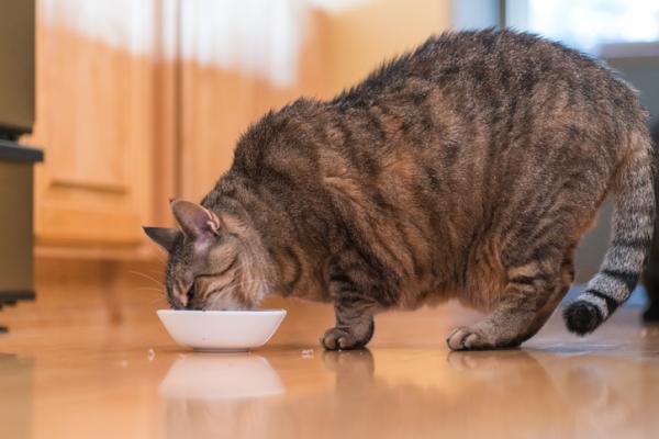 Hvorfor kaster katten min opp etter å ha spist?  - Oppkast hos katter etter overspising