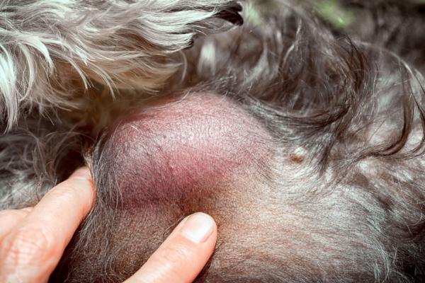 Hvordan ta vare på en hund med lymfom?  - Hva er lymfom hos hunder?