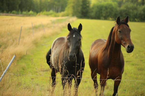 Hesteklasser - Klassifisering av hester i henhold til pelsen