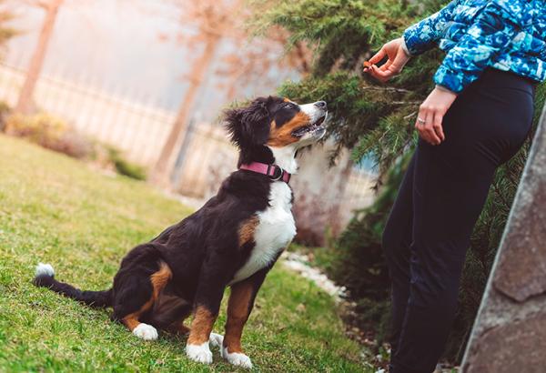 Positiv forsterkning hos hunder - Hvordan bruke positiv forsterkning hos hunder?