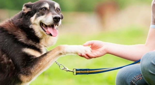 Positiv forsterkning hos hunder - Feil bruk av positiv forsterkning