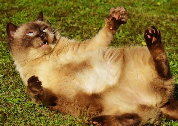 Forhindre fedme hos katter - Oppdag fedme hos katter