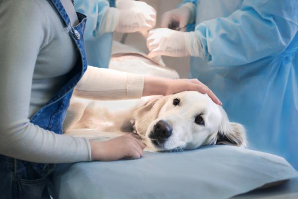 Synkope hos hunder eller besvimelse - årsaker og hva jeg skal gjøre - hva skal jeg gjøre hvis hunden min besvimer?  - Behandling