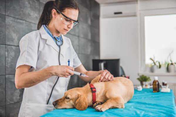 Kan jeg ormekur og vaksinere hunden min samme dag?  - Hundevaksinasjonsplan