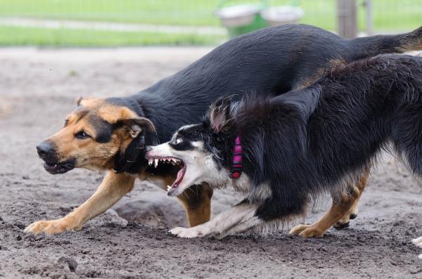 Hvordan skille to hunder som kjemper - Hvorfor kjemper hunder?