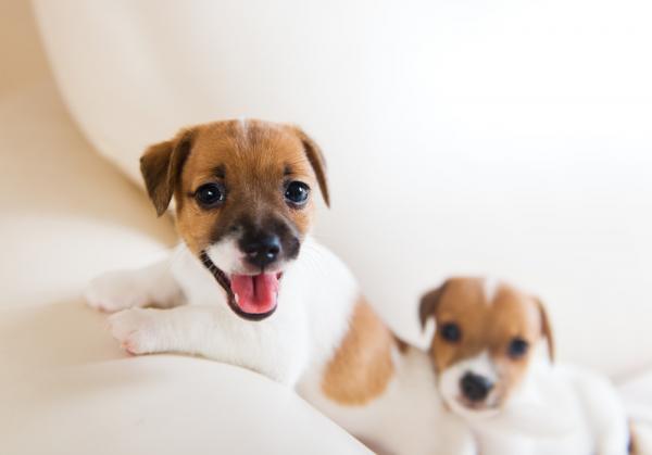 Jack Russell Terrier valpepleie - valg av nytt medlem