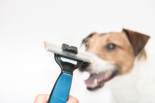 Jack Russell Terrier valpepleie - Hårpleie