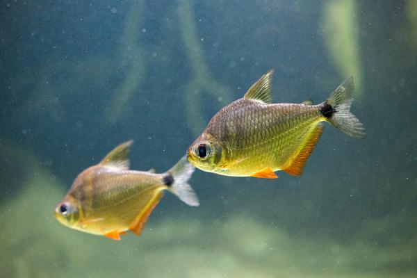 Fish for a Community Aquarium - Medium Freshwater Community Aquariums
