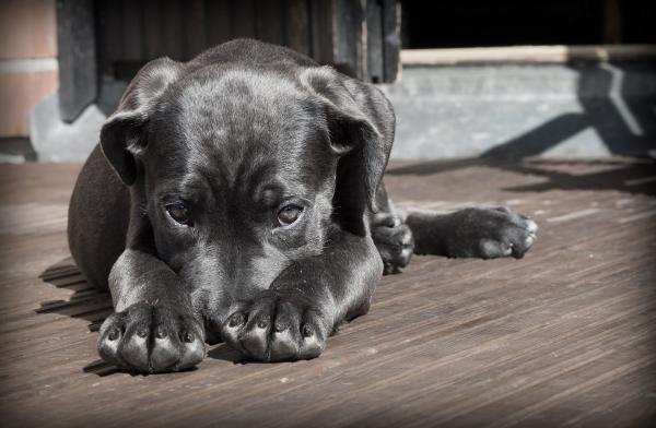 Hvordan fjerne frykten for en voldsom hund - Utdanne den voldsramte hunden