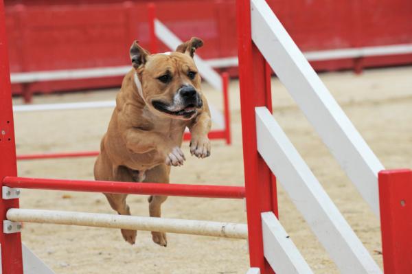 Trener en amerikansk Staffordshire Terrier - Avanserte bestillinger