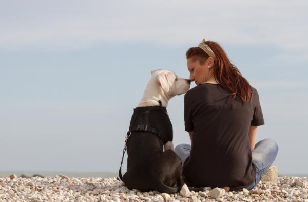 Trening av en amerikansk Staffordshire Terrier - Retting av dårlig oppførsel