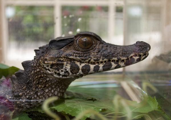 Forskjeller mellom alligator og krokodille - vitenskapelig klassifisering av alligator og krokodille
