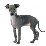 1630798554 122 Italiensk Greyhound eller Small Italian Greyhound
