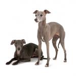 1630798554 124 Italiensk Greyhound eller Small Italian Greyhound