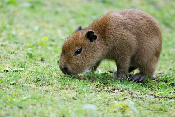 Omsorg for en capybara - Den innenlandske capybaraen
