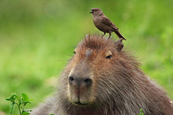 Omsorg for en Capybara - Karakteren til Capybaras 