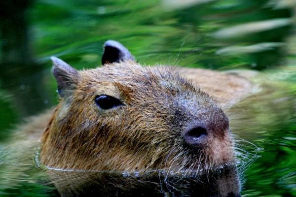 Omsorg for en capybara - Forberedelse av et svømmebasseng