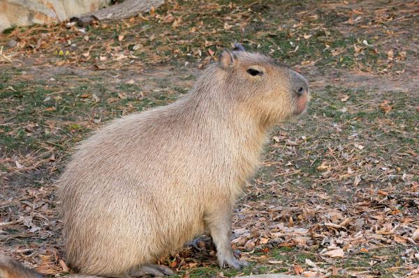 Omsorg for en capybara - Størrelsen på capybaraen
