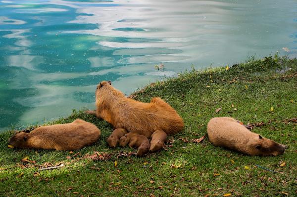 Omsorg for en capybara - Forskjeller mellom menn og kvinner