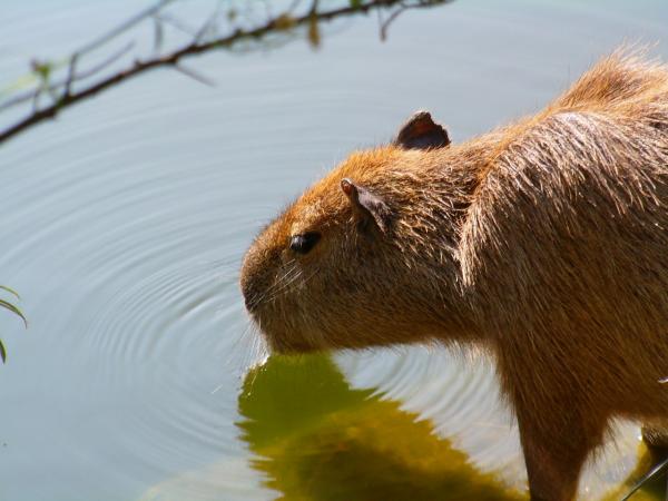 Omsorg for en capybara - Capybara helse