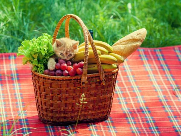 Forbudte frukter og grønnsaker for katter - skadelige frukter for katten