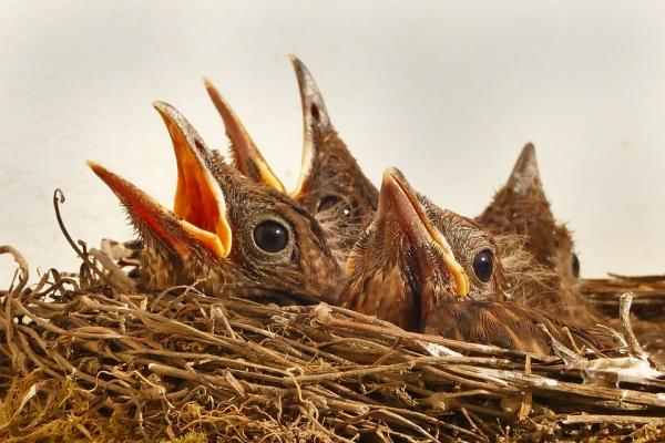 Vanlig Blackbird Feeding - Hvordan mate en nyfødt Blackbird?