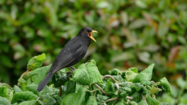 Vanlig svarttroppfôring - Hvordan slipper man en voksen fugl?