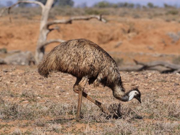 Fugler som ikke flyr - Kjennetegn og eksempler - 6. Emu