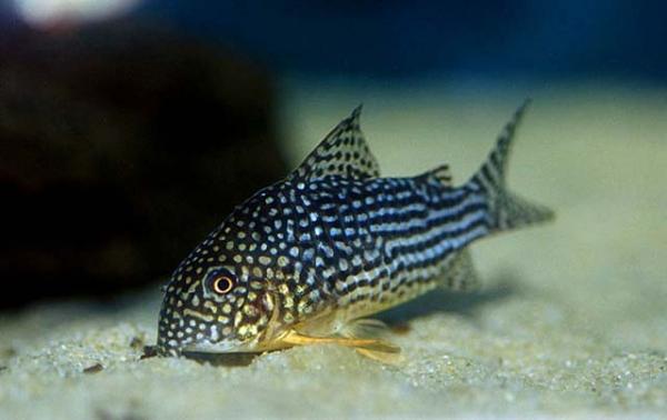 Tropisk fisk for et akvarium - Tropisk ferskvannsfisk