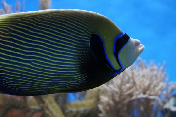 Tropisk fisk for et akvarium - Eksotisk fisk for store ferskvannsakvarier