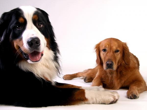 Tips for å venne hunden din til reisekassen - Tips for å venne hunden din til reisekassen