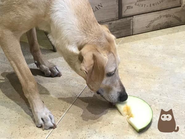 Kan hunder spise melon?  - Hvordan gi melon til en hund?