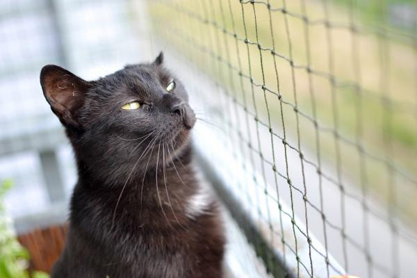 10 falske myter om katter som du bør slutte å tro - 3. Svarte katter gir uflaks: MYTE
