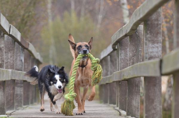 Sameksistens av border collie med andre hunder - Med hvilke hunder kan en border collie leve?